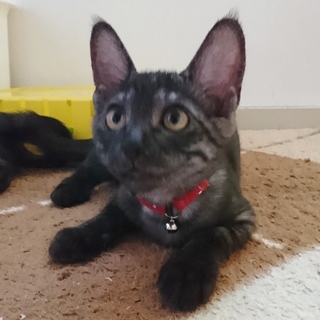 2018/5生まれのくるみちゃん♀