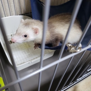 元気すぎるフェレット、ファーファーム