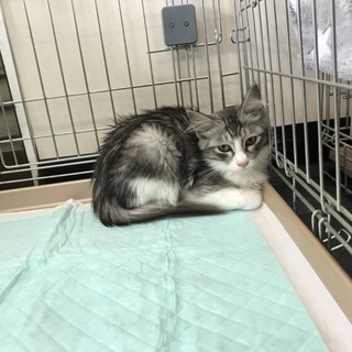 可愛い長毛の女の子