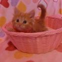 元気な子猫ちゃん