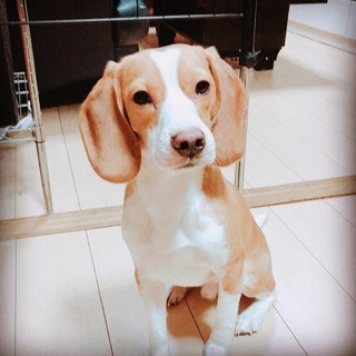 甘えん坊で独占欲の強いビーグルちゃん
