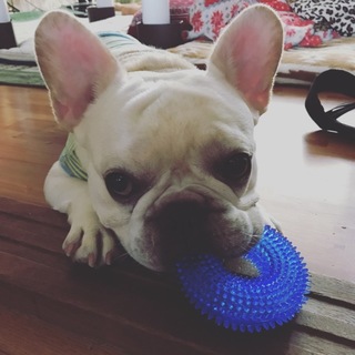 人懐っこいフレンチブルドック！