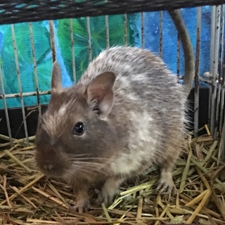 ありがとうございました。