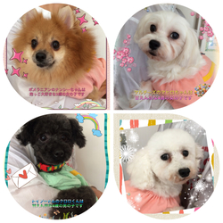 非営利動物保護団体ととのん『ととのんハウス』