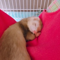 ちゃんまる