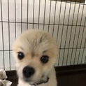 元気なポメラニアン オス