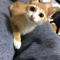 里親さんが決まりました。ありがとうございました。