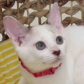 9/16銀座★ぎんたくん★控えめ大人しいブルーの瞳