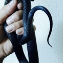 メキシカンブラックキング