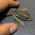 サバンナモニター(ベビー)