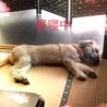 お昼寝´•ﻌ•`