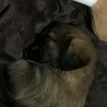 仔犬の頃