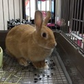 ネザーランドドワーフ うさぎちゃん
