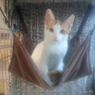 公園に捨てられてました。白茶くん