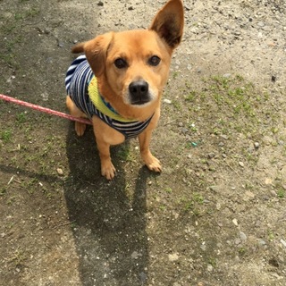 新しい飼い主募集します。