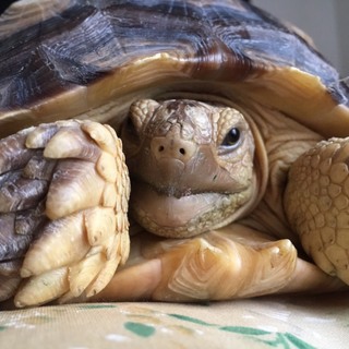 ケヅメリクガメ里親募集