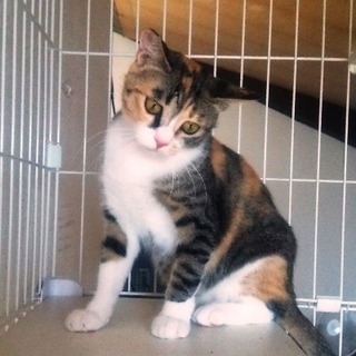 ココ子 　　１歳４か月くらいの女の子