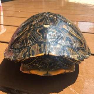 大きなミシシッピアカミミ亀さん