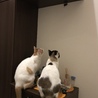 あれって？