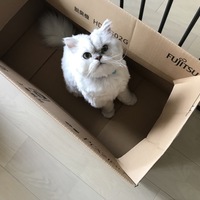 グレイ