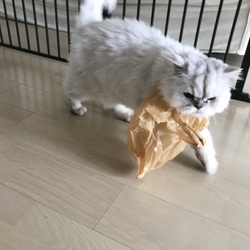 前掛けにゃんこ