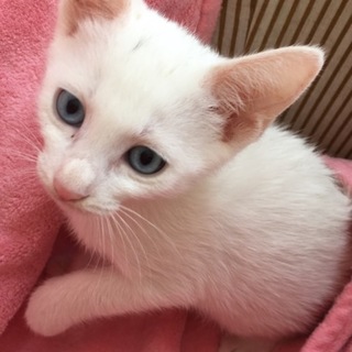 ありがとうございます。夢乃ちゃん