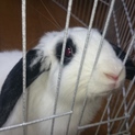 うさぎさん