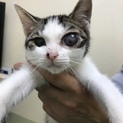 とてもやんちゃで甘えん坊な子猫です。