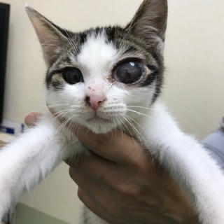 とてもやんちゃで甘えん坊な子猫です。