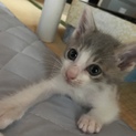 子猫を飼える方を探しています