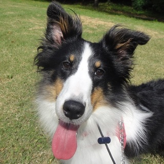 人は大好きな若干ビビリな女の子のシェルティ３～４歳