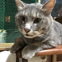 ✳︎グレー 大人の猫です✳︎
