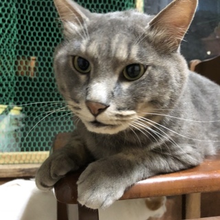 ✳︎グレー 大人の猫です✳︎