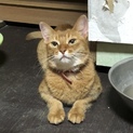 ✳︎アビシニアン 一緒に暮らして下さい✳︎