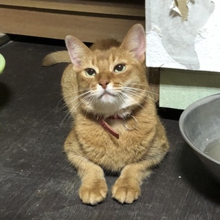 ✳︎アビシニアン 一緒に暮らして下さい✳︎