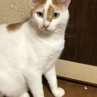 ✳︎白に茶模様 大人の猫です✳︎