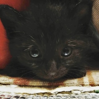 甘えん坊黒猫女の子