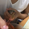 次男（16歳）さし餌がなかなか上手です