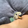 食後のアゴ乗せ