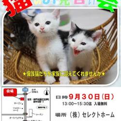 猫のお見合い会