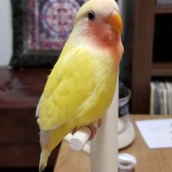 「なぜ「てん」なのか」サムネイル2