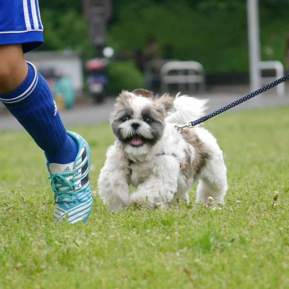 こむぎのカバー写真