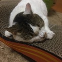 べったりマンチカン