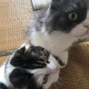 ミルクロン