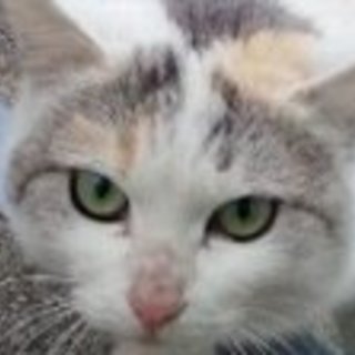 2歳児みーこちゃん