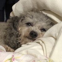 はな