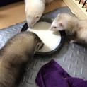 フェレット3匹 多頭飼い 里親募集