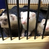 フェレット3匹 多頭飼い 里親募集 サムネイル3