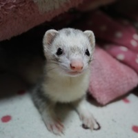 イブ