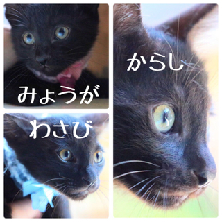 ちびちびっこ5兄妹（男子部門）